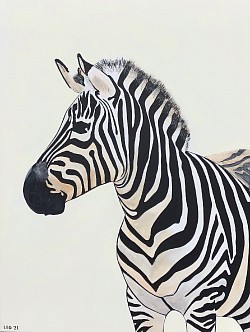 Zebra.   60 x 80 cm.   € 50,00