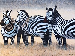 Zebra’s Hilvarenbeek. 60 x 80 cm.  € 200,00.